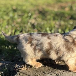 Dachshund Puppies from Red Dirt Doxies