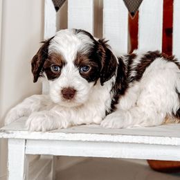 Eclair - Australian Labradoodle puppy from Southern Meadows Doodles