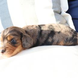 Dapple male - Dapple male Dachshund puppy in Mc Donough, Georgia from Hot Diggity Doxies