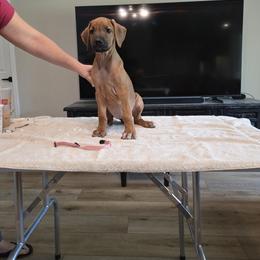 Pink collar - Rd whtn blk nose female Rhodesian Ridgeback puppy in Ocala, Florida from Avanti Ridgebacks