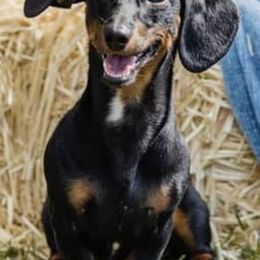 Dachshunds from Sugar Cane Dachshunds