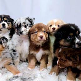 Australian Shepherd Puppies from Winsome Aussies
