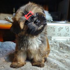 Companion Cross, Havanese, Mal-Shi, Maltese, Maltipoo, Morkie, and Shih Tzu Puppies from Seeking Shalom Acres Maltese, Maltipoos & Havamalts