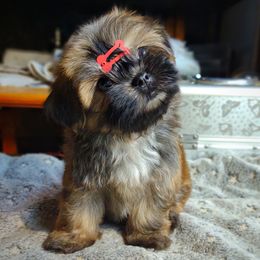 Companion Cross, Havanese, Mal-Shi, Maltese, Maltipoo, Morkie, and Shih Tzu Puppies from Seeking Shalom Acres Maltese, Maltipoos & Havamalts