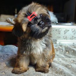 Companion Cross, Havanese, Mal-Shi, Maltese, Maltipoo, Morkie, and Shih Tzu Puppies from Seeking Shalom Acres Maltese, Maltipoos & Havamalts