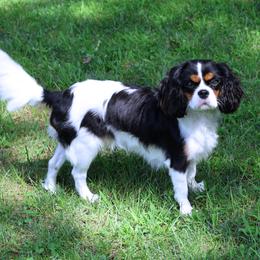 Libra - Cavalier King Charles Spaniel