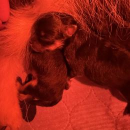 Maple - Black and tan female Pomeranian puppy in Lillington, North Carolina from Dignified Poms