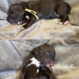 Yellow collar - Chocolate male Labradoodle puppy in Clovis, California from Delta Doodless