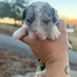 Dasher - Blue merle and white male Sheepadoodle puppy in Greeneville, Tennessee from Smokey Mountain Sheepadoodles