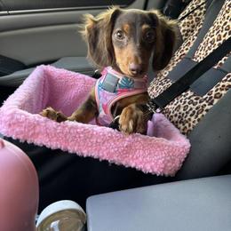 Dachshund Puppies from Long Dog Ranch