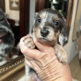 TUPAC - Dapple male Dachshund puppy in Ville Platte, Louisiana from Cajun Pawfection