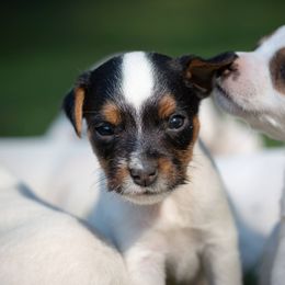 Jack Russell Terrier Puppies from Little Eden Jack Russell Terriers