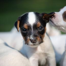 Jack Russell Terrier Puppies from Little Eden Jack Russell Terriers
