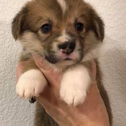 French Bulldog and Pembroke Welsh Corgi Puppies from Top Shelf Corgis