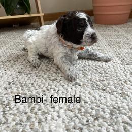 Bambi - Brown female Lagotto Romagnolo puppy in Minster, Ohio from 1880 Lagotto