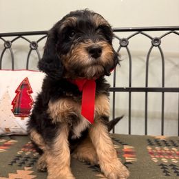 Yellow girl - Tri-color female Bernedoodle puppy in Hines, Oregon from Switch Canyon Doodles