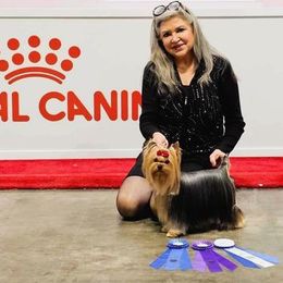 Aslan - Yorkshire Terrier