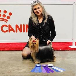 Aslan - Yorkshire Terrier