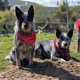 Australian Cattle Dog Puppies from Tin Roof Australian Cattle Dogs