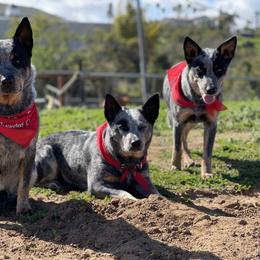 Australian Cattle Dog Puppies from Tin Roof Australian Cattle Dogs