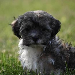 Havanese Puppies from Hoku Havanese