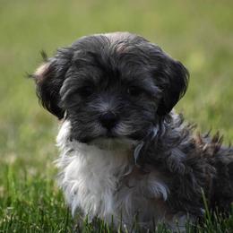 Havanese Puppies from Hoku Havanese