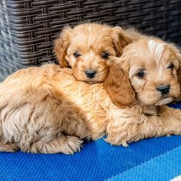 Cavapoo and Goldendoodle Puppies from Fitzdoodles
