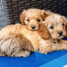Cavapoo and Goldendoodle Puppies from Fitzdoodles