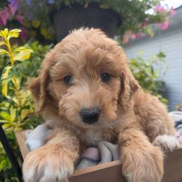 Tennessee - Apricot female Aussiedoodle puppy in Blackfoot, Idaho from Draper Mountain Doodles