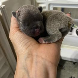 Blue fawn brindle girl 2 - Blue fawn female French Bulldog puppy in Grand Praire, Texas from Von Darr Kennels