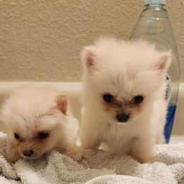 "Phoebe and Paris" Pomeranian Puppies from Pomeranians Palace