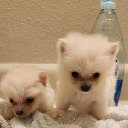 "Phoebe and Paris" Pomeranian Puppies from Pomeranians Palace