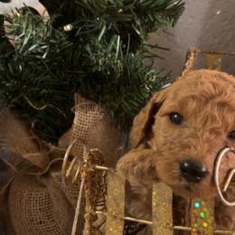 Girl 3 - Cafe au lait Poodle puppy in San Tan Valley, Arizona from Pawfect Transporters, LLC