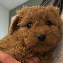 Cavachon and Cavapoochon Puppies from Forever Puppies 4U