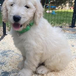 Boy 2 - male Goldendoodle puppy in Westbrook, Maine from Snowypaw Golden Retrievers