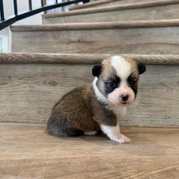 Orion - Red male Pembroke Welsh Corgi puppy in Phelan, California from Desert Sunset Pembroke Welsh Corgis