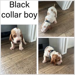 Boy 3 - Mahogany and white male Basset Hound puppy in Tahlequah, Oklahoma from HNH Hounds