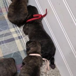 Miss Red - Brindle female Cairn Terrier puppy in Savannah, Missouri from WoodSchott Cairn Terriers