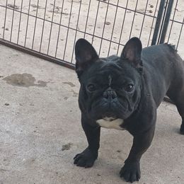 Apple - French Bulldog