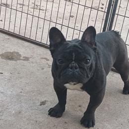 Apple - French Bulldog