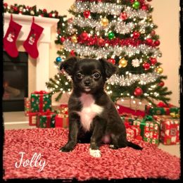 Jolly - Black and white female Chihuahua puppy in Demorest, Georgia from Sourpatch Chihuahuas