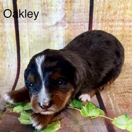 Girl 2 - Goldendoodle puppy from Island Doodles of Georgia