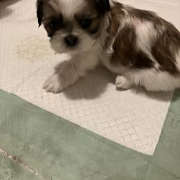 Shih Tzu Puppies from Simply Shih Tzu
