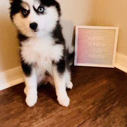 Pomsky Puppies from Oceanway Pomskies