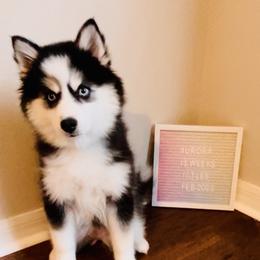 Pomsky Puppies from Oceanway Pomskies