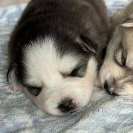 Liberty - Black and white female Pomsky puppy in Doon, Iowa from Luxury Pomsky