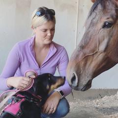 Beauceron Puppies from Trésor de Beauté Beaucerons