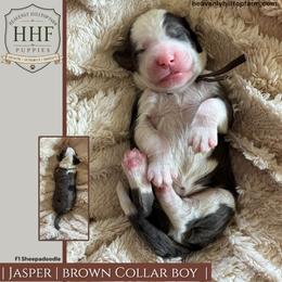 JASPER - Blue merle and white male Sheepadoodle puppy in Charlo, Montana from Heavenly Hilltop Farm