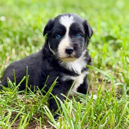 Black Tri Female - Black tri female Miniature Australian Shepherd puppy in Stuart, Virginia from Apple Tree Mini Aussies