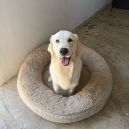 Gem - Light golden female Golden Retriever puppy in Lakewood, California from Cloud Nine Kennel